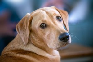Il Labrador che non saluta più il padrone: la verità che ha sconvolto un amante degli animali