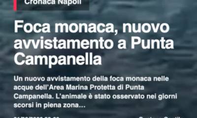Foca monaca, nuovo avvistamento a Punta CampanellannUn nuovo avvistamento della foca monaca nelle acque…