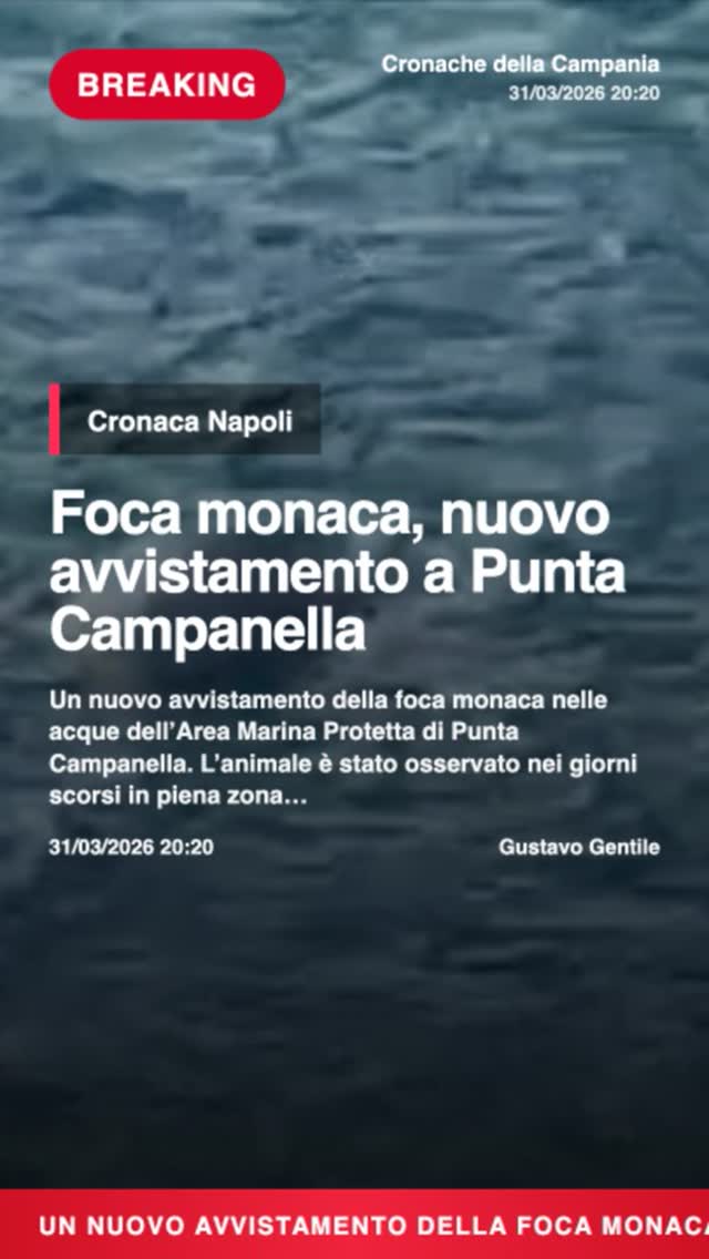 Foca monaca, nuovo avvistamento a Punta CampanellannUn nuovo avvistamento della foca monaca nelle acque…