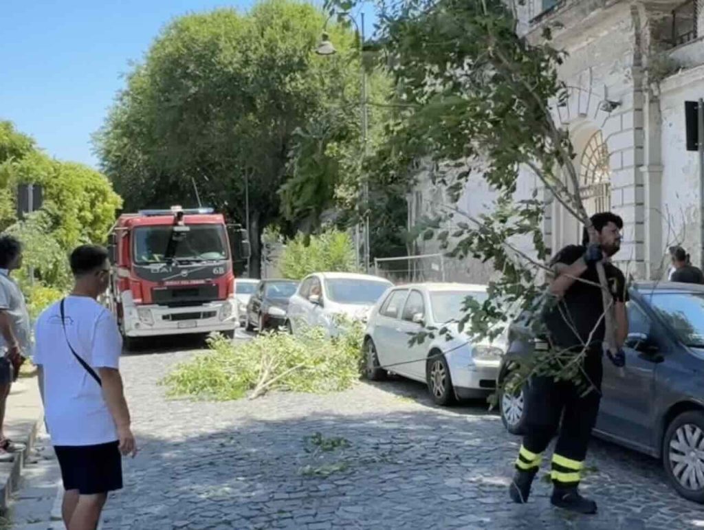 Castellammare, crollo di un albero in via Caio Duilio: auto danneggiate, miracolo che evita il peggio