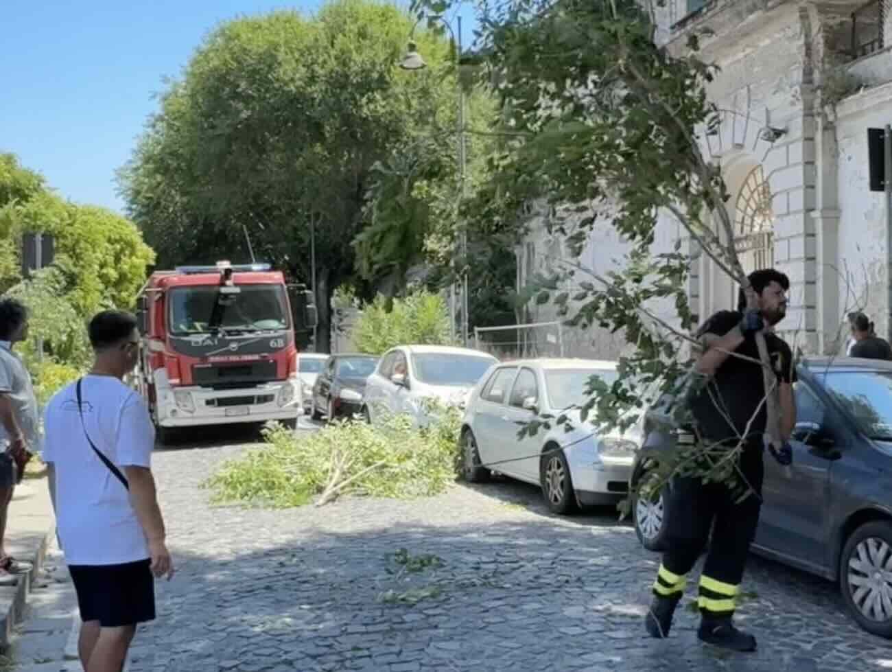 Castellammare, crollo di un albero in via Caio Duilio: auto danneggiate, miracolo che evita il peggio