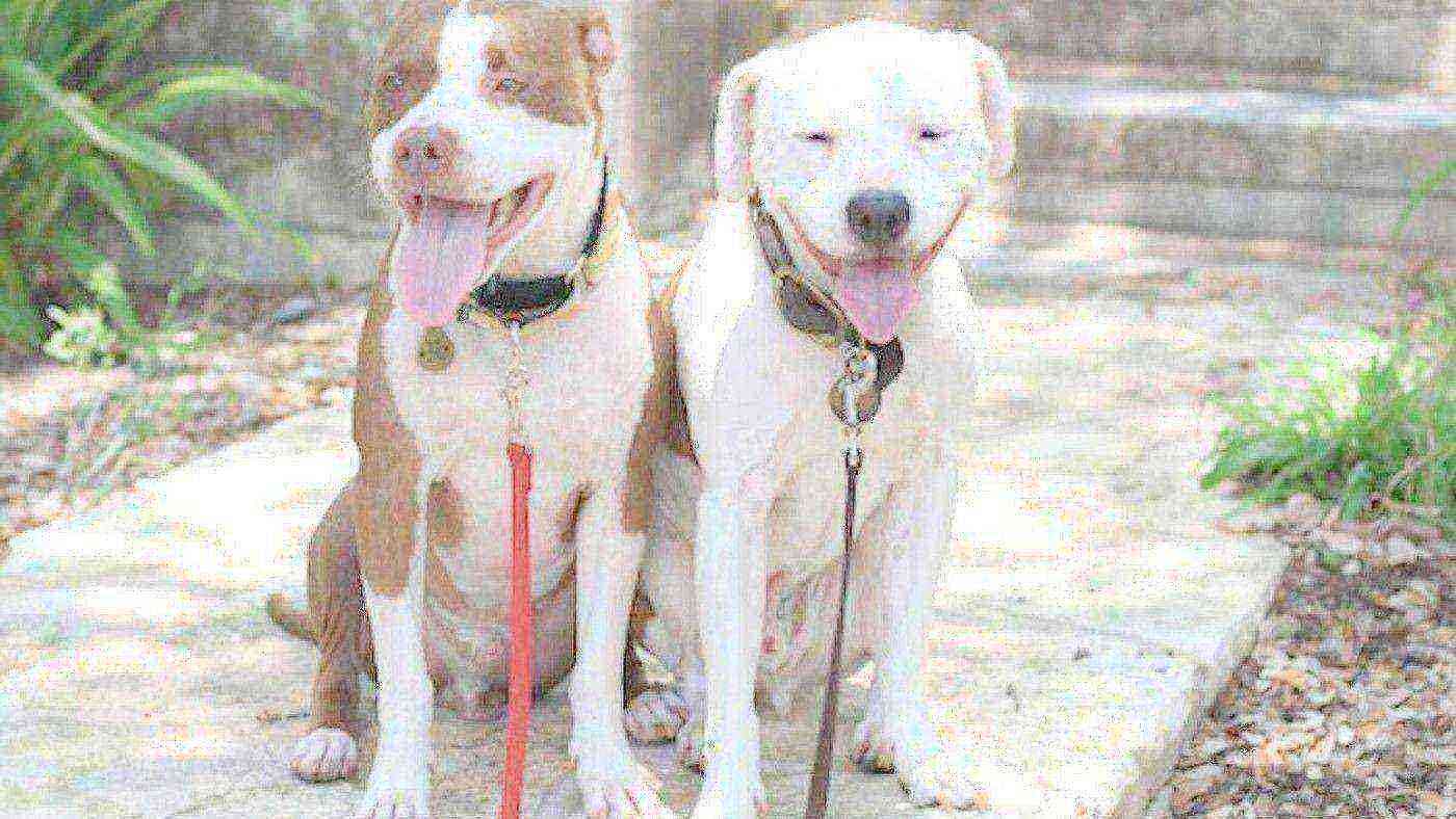 Rione Sanità in allerta: due pitbull senza guinzaglio salvati e affidati all’Asl di Napoli