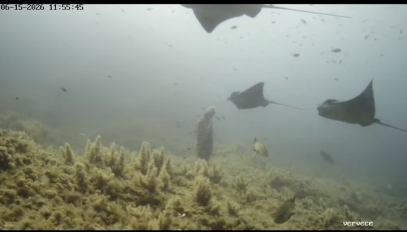 Aquile di mare in volo: uno spettacolo unico nel santuario sommerso del Vervece