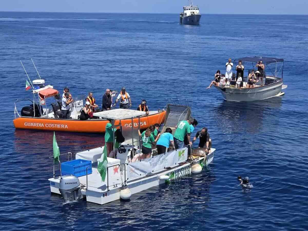 Tartarughe caretta-caretta tornano a casa: il successo del recupero al Regno di Nettuno
