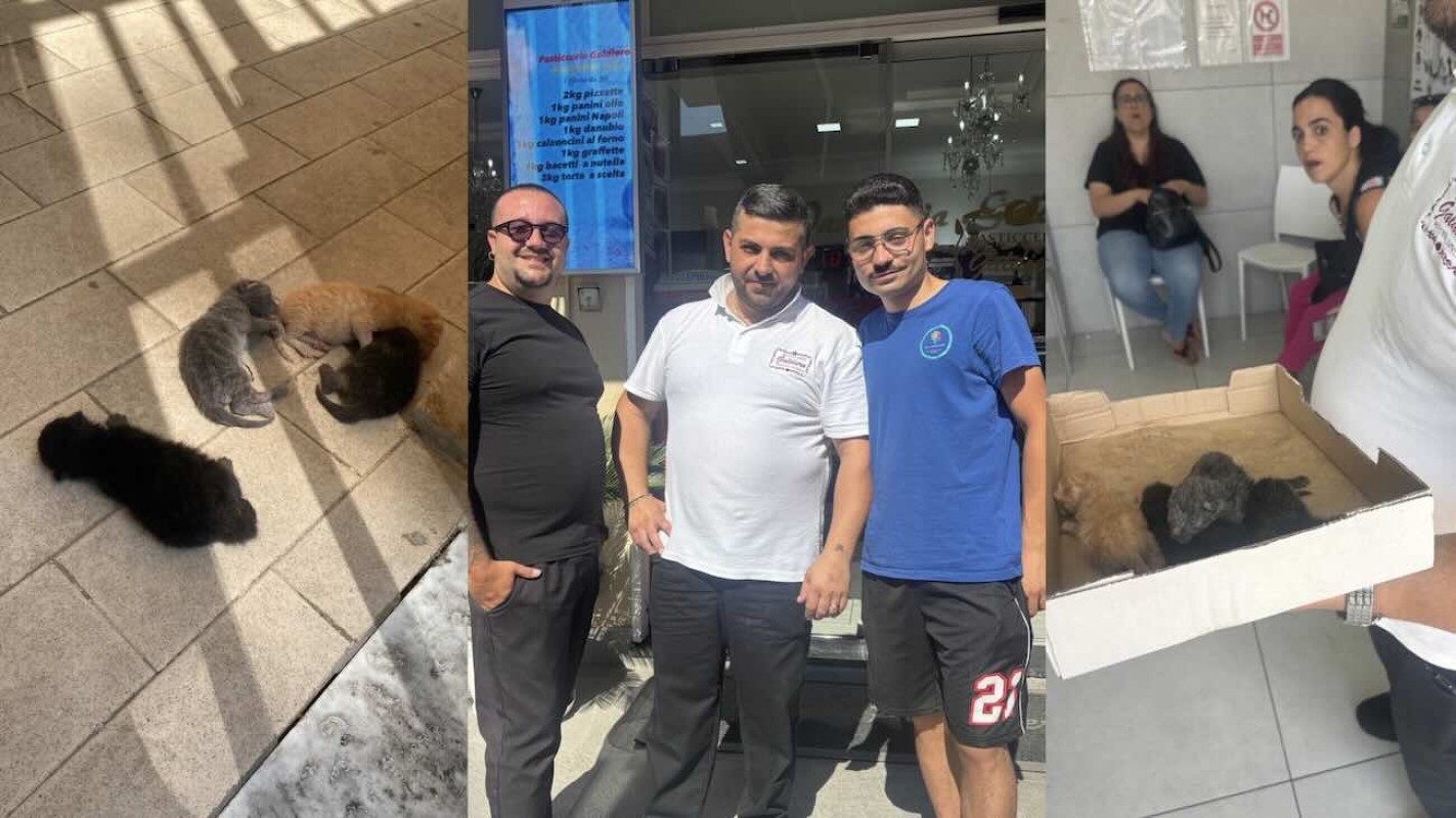 Villaricca, gattini salvati da un destino infausto: quattro piccoli abbandonati sotto un’auto.