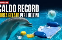 Caldo torrido a Napoli: torte gelato per i delfini al Zoomarine, una dolce sorpresa per il pubblico!