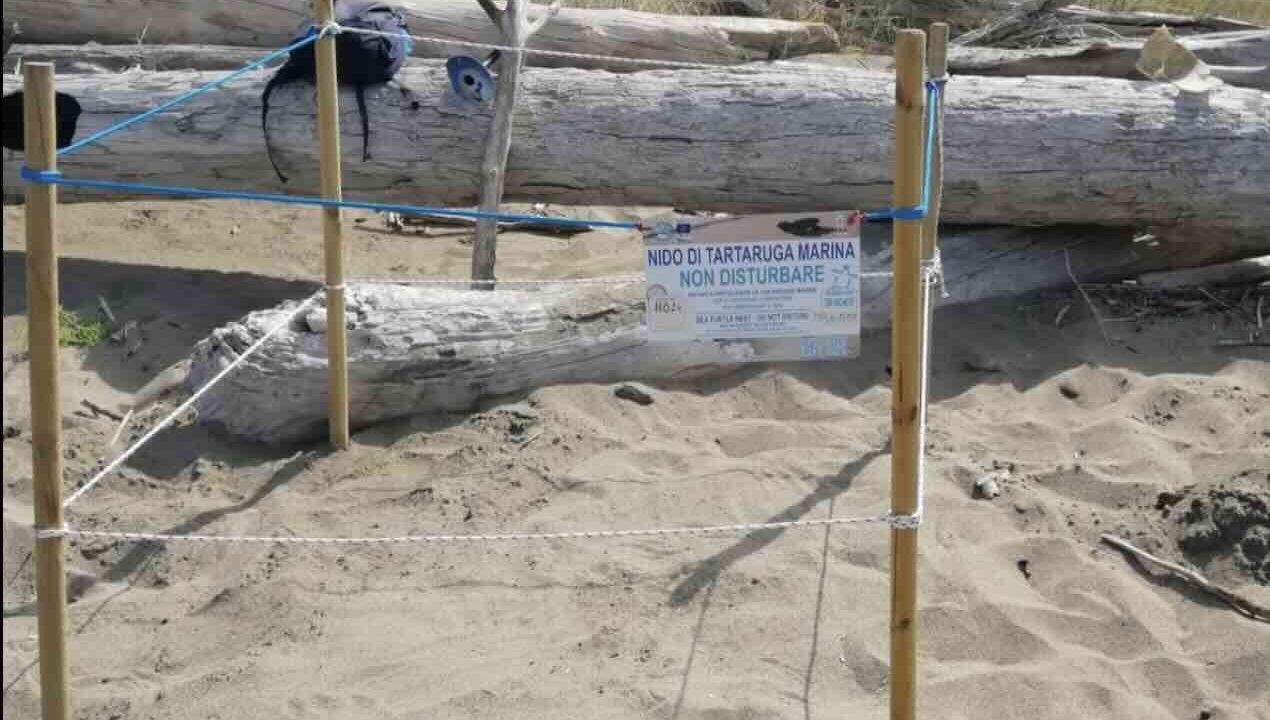 Nidificazione record in Campania: 25 nidi di Caretta caretta scoperti ad Ascea