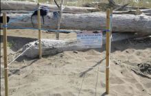 Nidificazione record in Campania: 25 nidi di Caretta caretta scoperti ad Ascea
