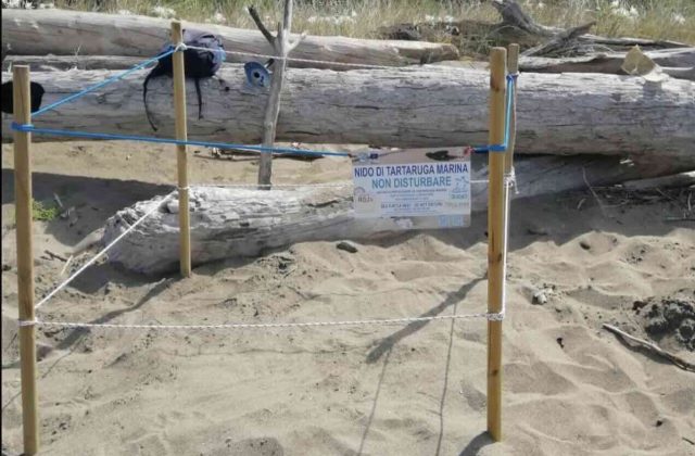 Nidificazione record in Campania: 25 nidi di Caretta caretta scoperti ad Ascea