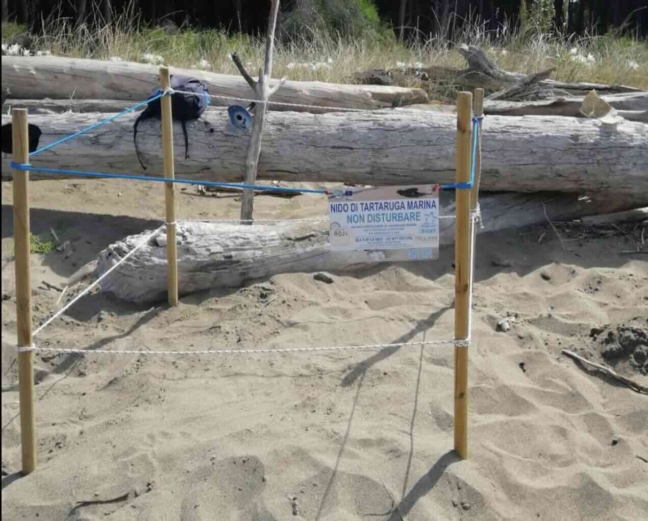 Nidificazione record in Campania: 25 nidi di Caretta caretta scoperti ad Ascea