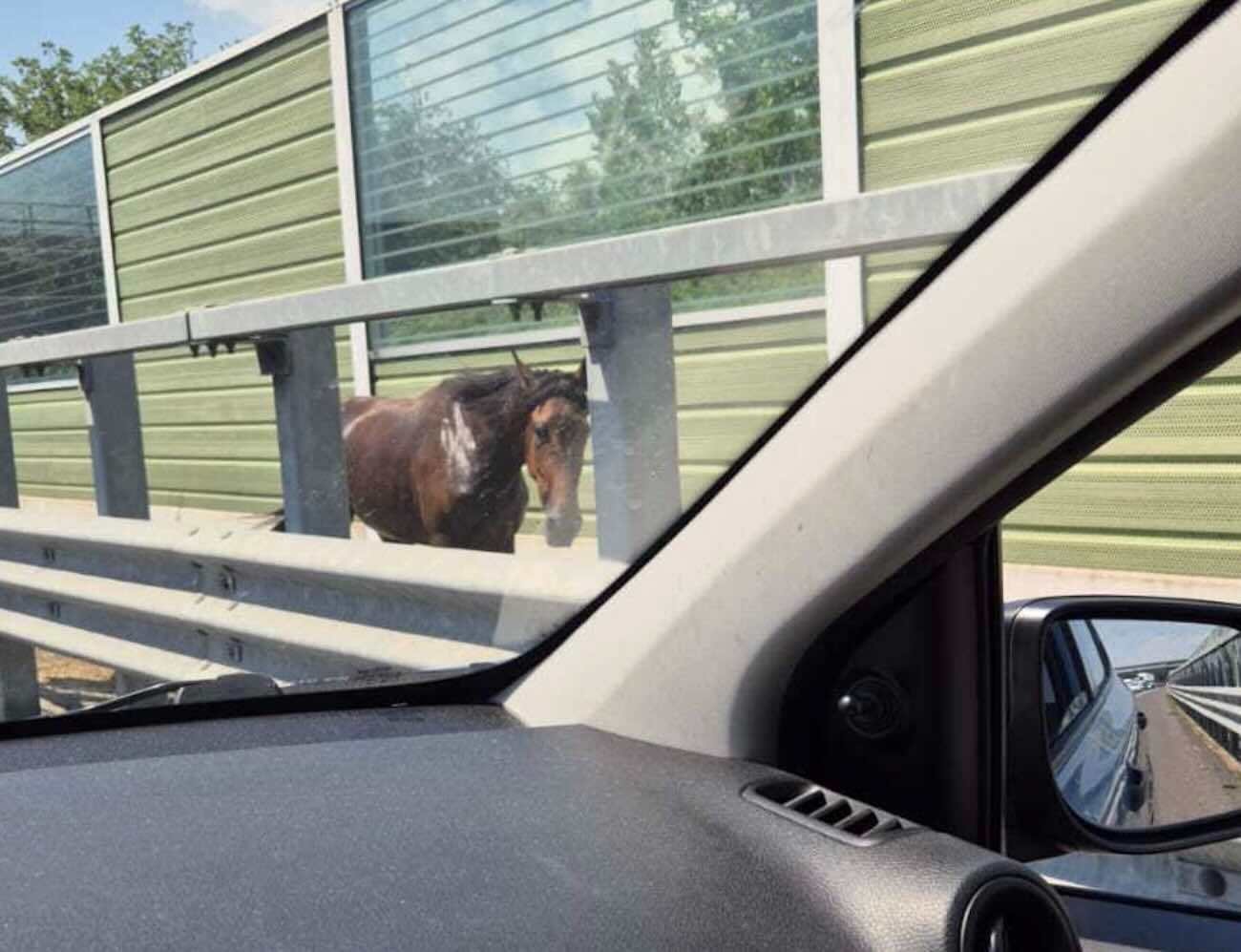 Cavallo ferito sulla Caserta-Napoli: automobilisti si fermano per soccorrerlo