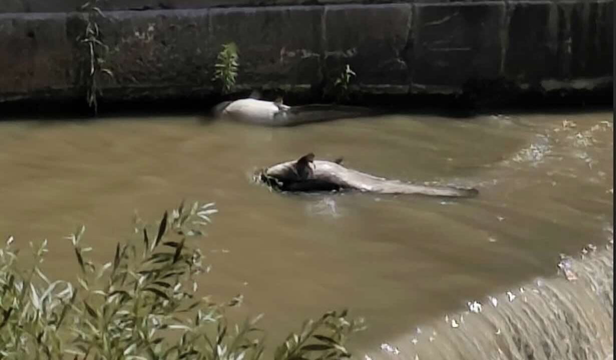 Benevento, fiume Calore in crisi: schiuma e pesci morti destano preoccupazione tra i cittadini