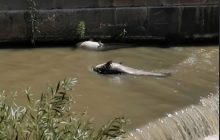 Benevento, fiume Calore in crisi: schiuma e pesci morti destano preoccupazione tra i cittadini