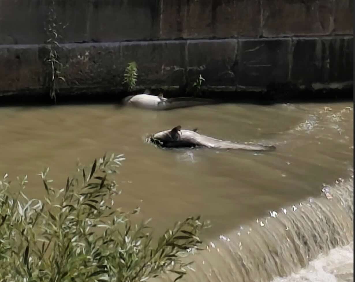 Benevento, fiume Calore in crisi: schiuma e pesci morti destano preoccupazione tra i cittadini