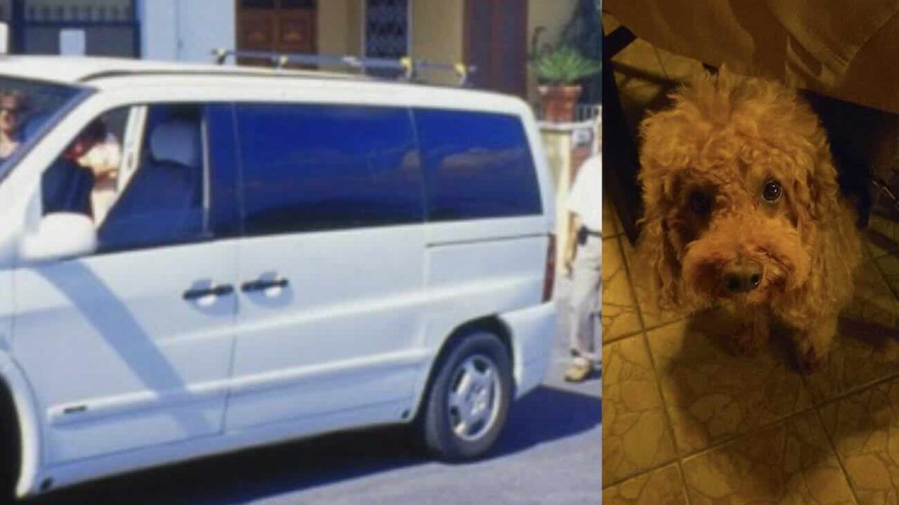 Ischia, disguido in taxi: coppia costretta a scendere per un cane, emergeranno polemiche?