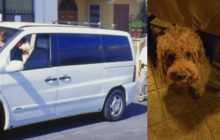Ischia, disguido in taxi: coppia costretta a scendere per un cane, emergeranno polemiche?