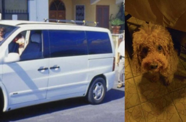 Ischia, disguido in taxi: coppia costretta a scendere per un cane, emergeranno polemiche?