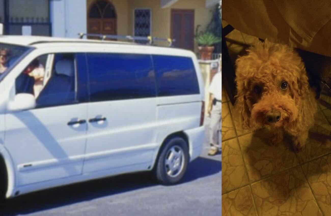 Ischia, disguido in taxi: coppia costretta a scendere per un cane, emergeranno polemiche?