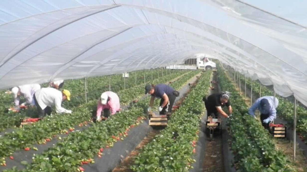 Bracciante stroncato dal caldo: tragedia in una serra dell’Italia meridionale