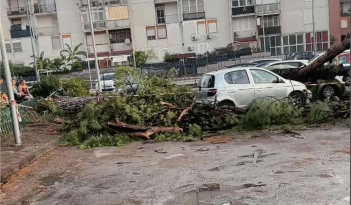 Acerra, maltempo devasta via Paganini: un albero schianta cinque auto, paura tra i residenti