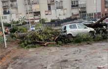 Acerra, maltempo devasta via Paganini: un albero schianta cinque auto, paura tra i residenti