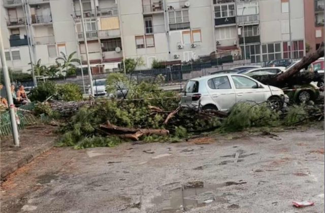 Acerra, maltempo devasta via Paganini: un albero schianta cinque auto, paura tra i residenti