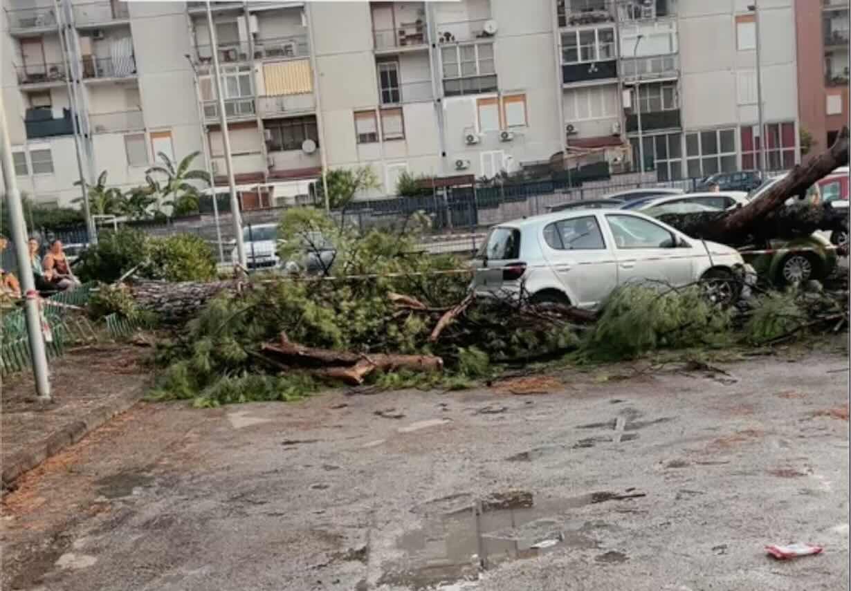 Acerra, maltempo devasta via Paganini: un albero schianta cinque auto, paura tra i residenti