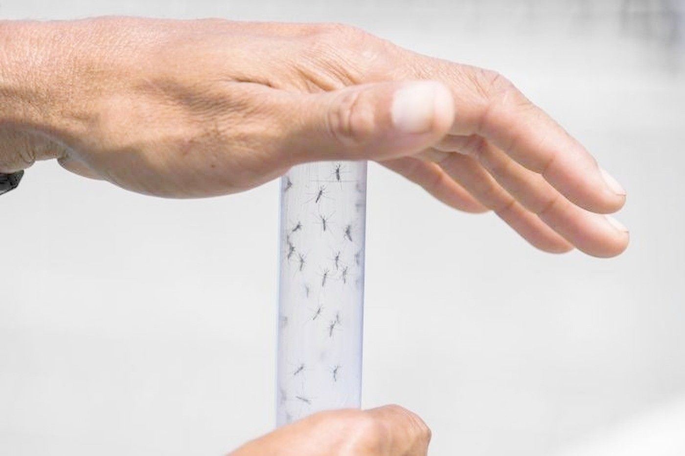 Italia in allerta: il West Nile avanza, 46 casi già confermati nel nostro paese