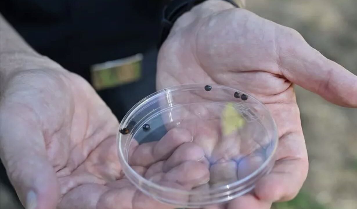 Napoli alla guida della lotta contro la cocciniglia: in arrivo una coccinella esotica per la…