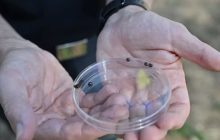 Napoli alla guida della lotta contro la cocciniglia: in arrivo una coccinella esotica per la…