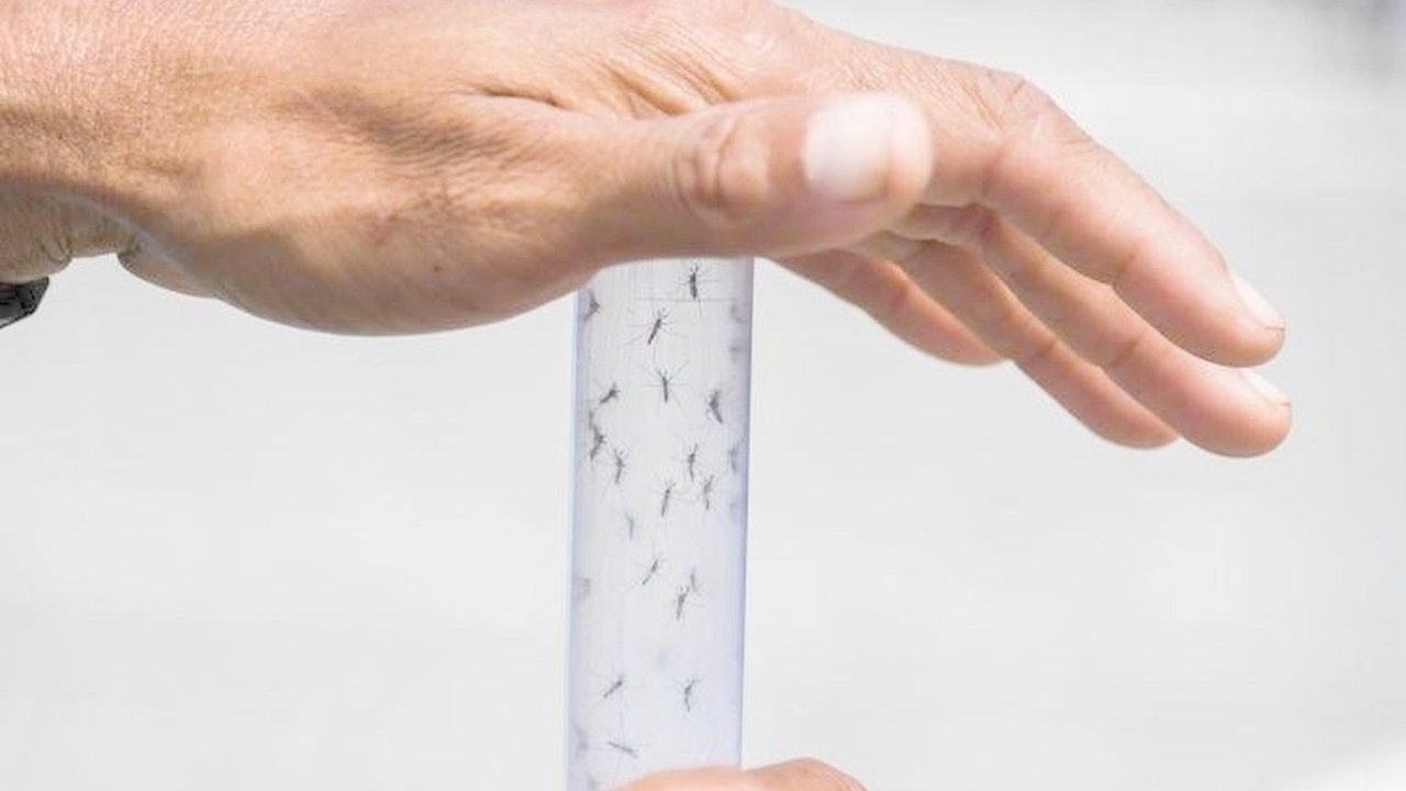 Caso West Nile all’Ospedale Cotugno: nulla di grave, rassicurano i medici