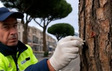 Pini di Napoli: il primo test al mondo con le coccinelle per salvarli dal degrado