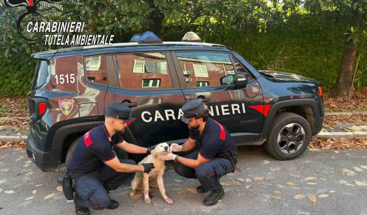 Cucciolo abbandonato tra i rifiuti: arrestato 52enne di Bacoli grazie alle telecamere