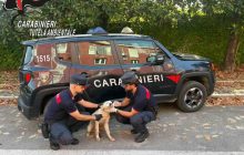 Cucciolo abbandonato tra i rifiuti: arrestato 52enne di Bacoli grazie alle telecamere