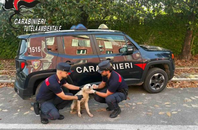 Cucciolo abbandonato tra i rifiuti: arrestato 52enne di Bacoli grazie alle telecamere
