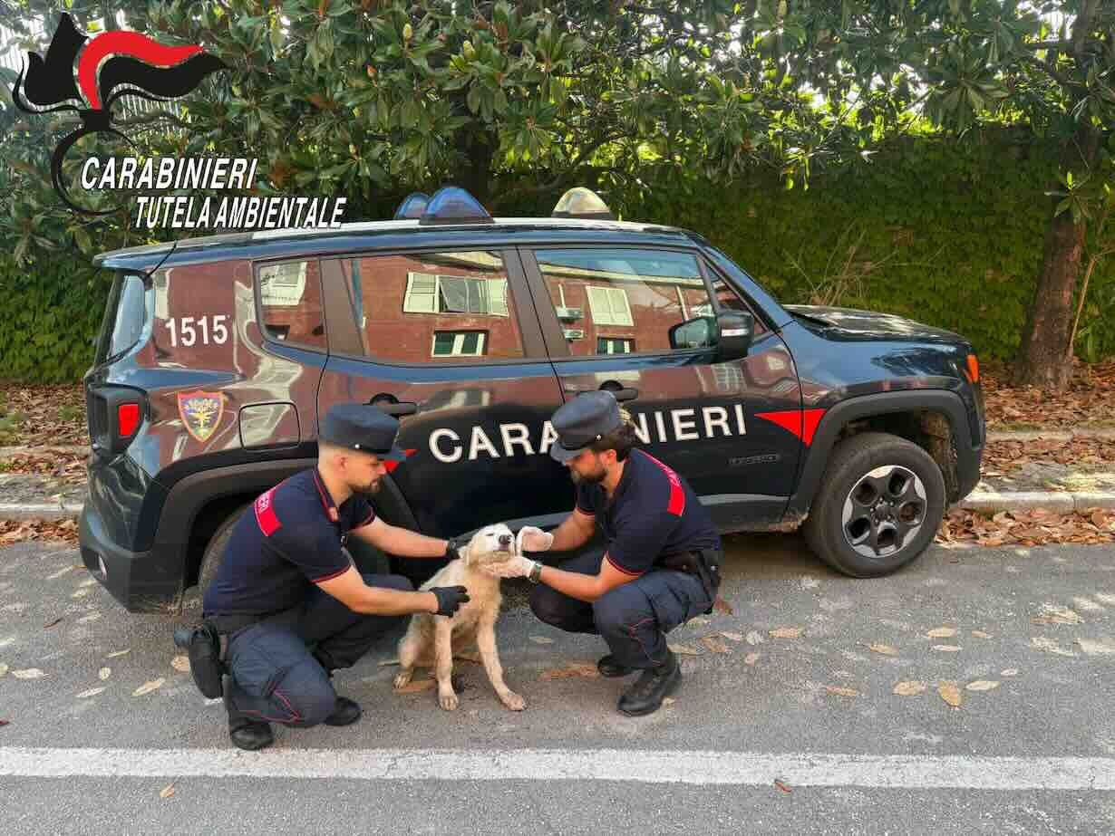 Cucciolo abbandonato tra i rifiuti: arrestato 52enne di Bacoli grazie alle telecamere