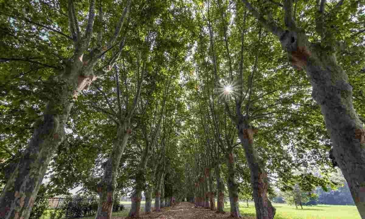 Scafati, è finalmente tempo di festa: riapre il Parco del Real Polverificio Borbonico il 28 luglio!