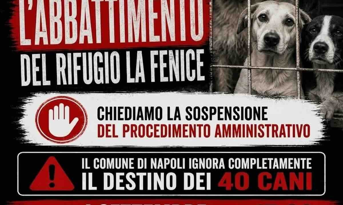 Ponticelli, il futuro incerto di 40 cani: la richiesta di aiuto del rifugio ‘La Fenice’ prima dello sgombero comunale