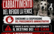 Ponticelli, il futuro incerto di 40 cani: la richiesta di aiuto del rifugio ‘La Fenice’ prima dello sgombero comunale