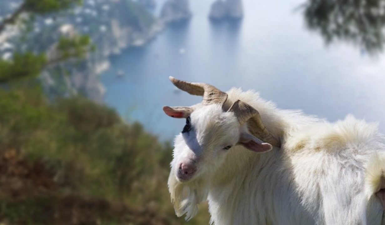 Anacapri, la crescita delle capre di Monte Solaro mette a rischio l’ecosistema: urgenti interventi per salvaguardare la vegetazione.