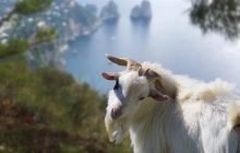 Anacapri, la crescita delle capre di Monte Solaro mette a rischio l’ecosistema: urgenti interventi per salvaguardare la vegetazione.