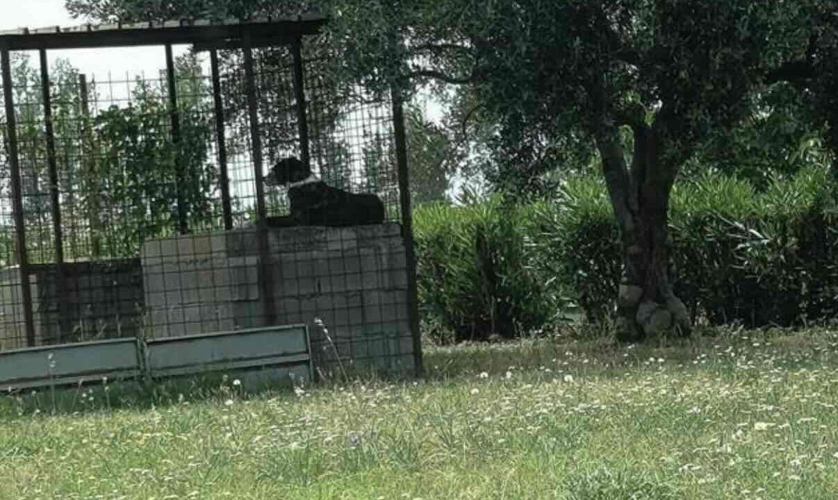 Cane abbandonato al sole in gabbia a Nola: scatta l’allerta per maltrattamento animale