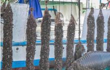 Controlli dell’Asl nel Golfo di Napoli: esami negativi sulle cozze e nessun rischio epatite A per i consumatori