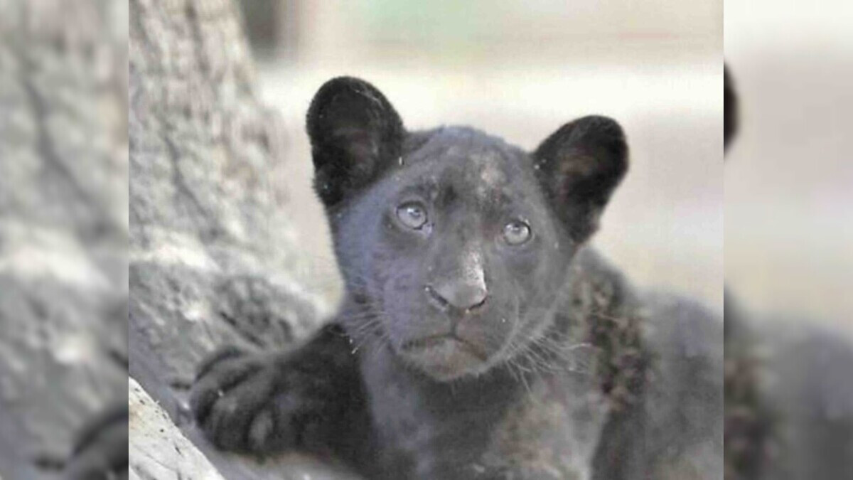 Benvenuta Parthenope: il giaguaro nero che può rilanciare lo Zoo di Napoli