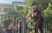 Cane in salvo dai Campi Flegrei: un edificio pericolante mette a rischio la vita degli animali