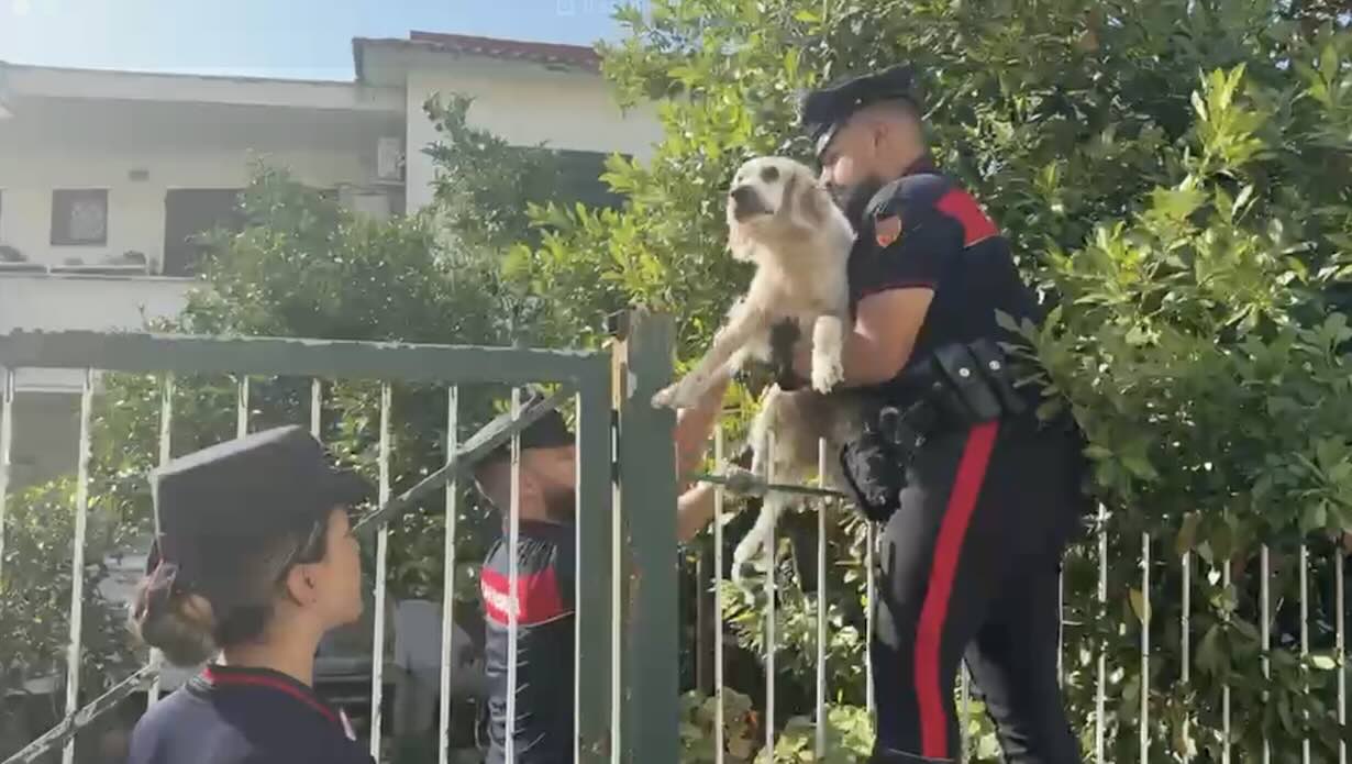 Cane in salvo dai Campi Flegrei: un edificio pericolante mette a rischio la vita degli animali