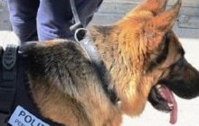 Poggioreale, blitz al carcere: scoperti quasi due chili di droga e telefoni clandestini