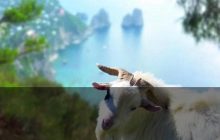 Capri, le caprette che scoprono il vuoto di governo