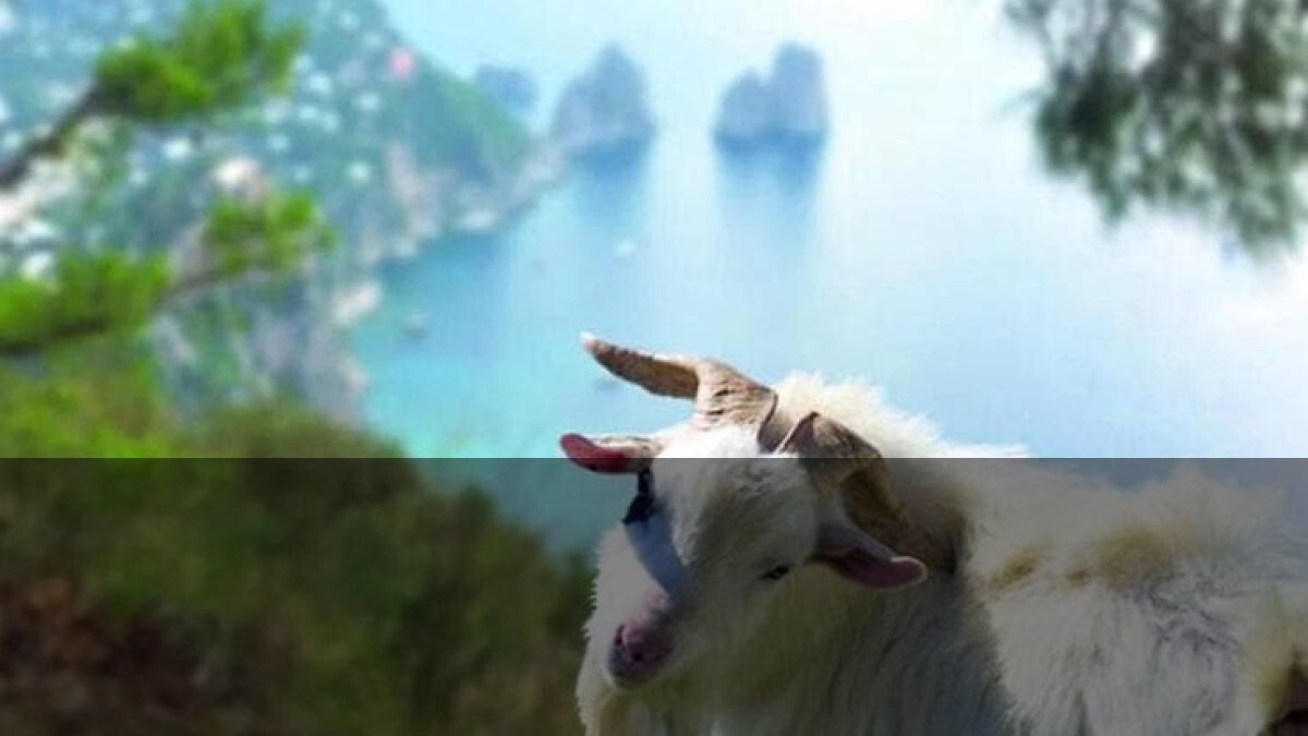 Capri, le caprette che scoprono il vuoto di governo