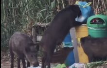 Cilento, cinghiali in passerella: turisti intrappolati a Baia Arena
